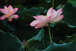 蓬门碧玉红颜泪,一段凄美爱情的悲歌  第2张